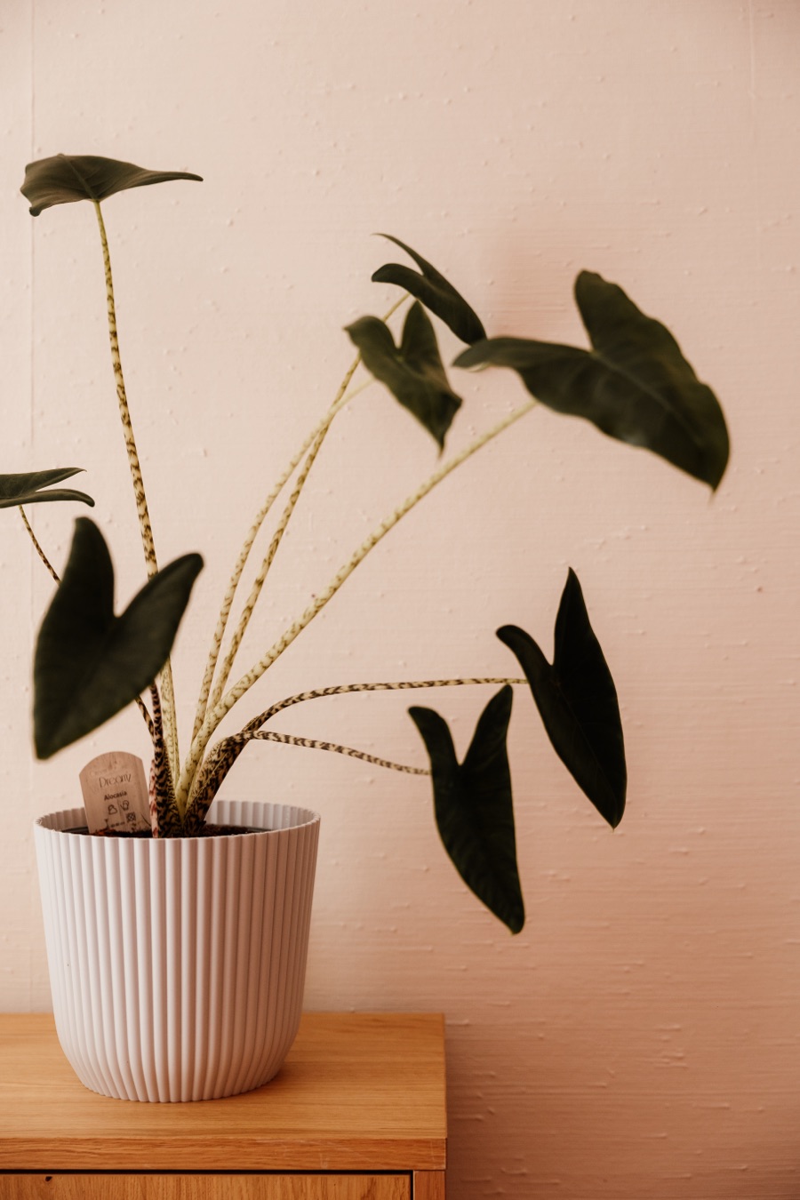 Une plante sur un meuble en bois clair, dans le cabinet de Claire Capron à Lille